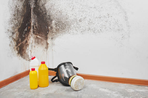 Best Office Mold Removal Services  in Washoe Valley, NV