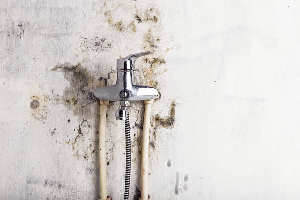 Best Black Mold Removal  in Washoe Valley, NV
