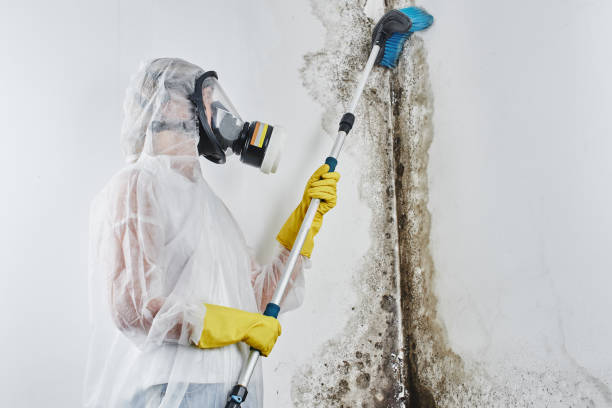 Best Toxic Mold Removal  in Washoe Valley, NV