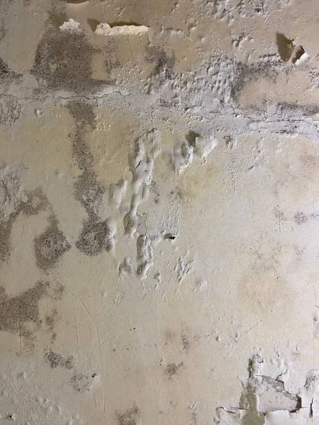 Mold Removal Process in Washoe Valley, NV