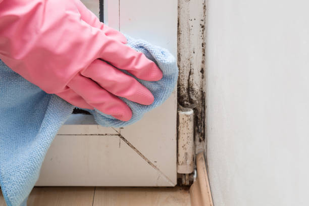 Best Residential Mold Removal  in Washoe Valley, NV